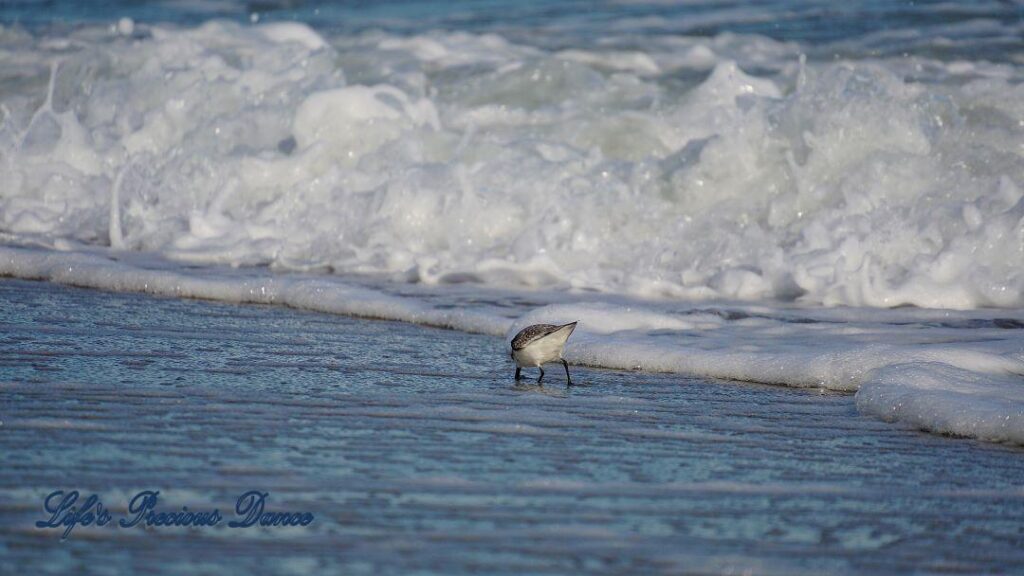 Sandpiper on beach as waves crash in background