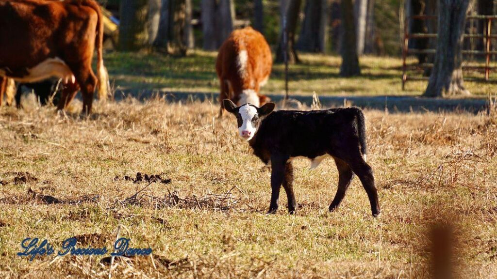 White faced calf standing in pasture. Cows in background