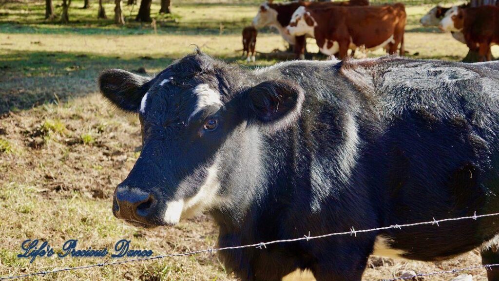 Cow near pasture fence. Cattle in background