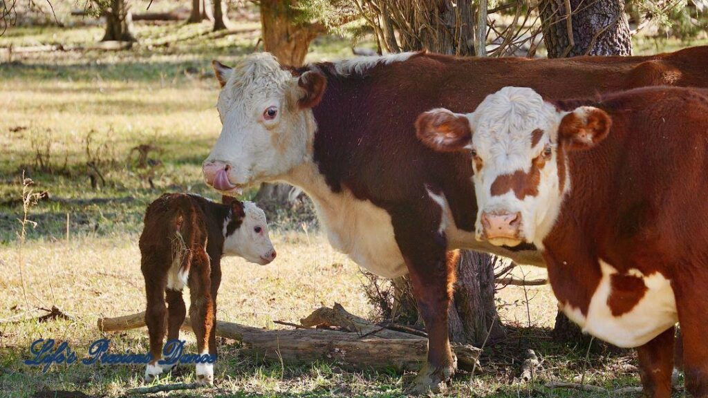 Two Hereford Cows and a calf in pasture.