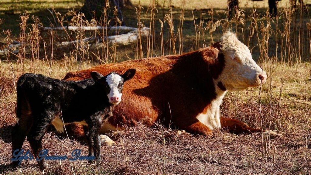 White faced calf standing by a Hereford cow.