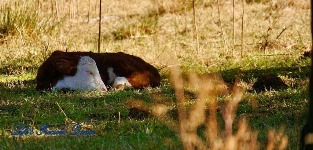 Baby white faced calf sleeping in pasture.