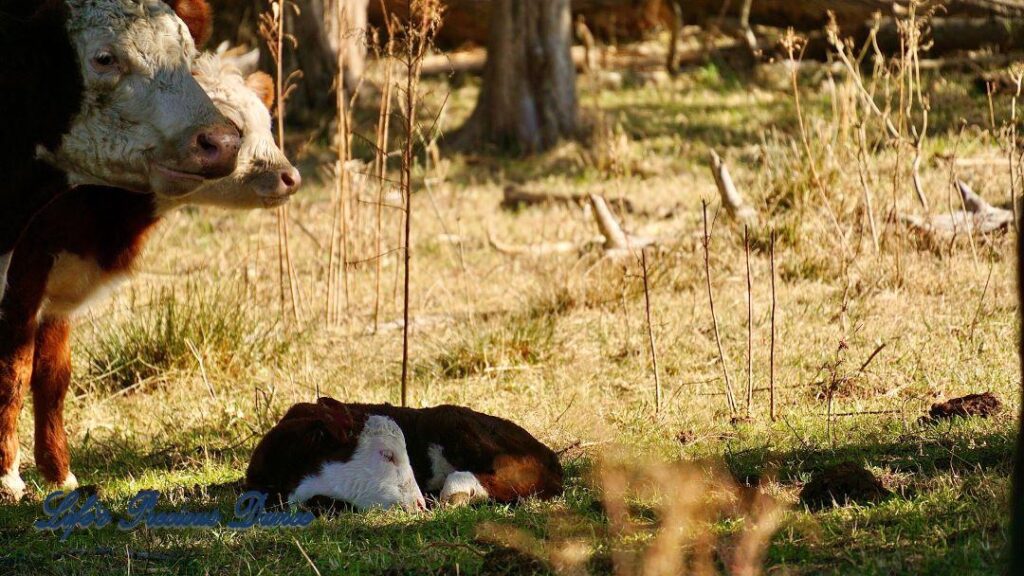 Baby white faced calf sleeping in pasture. Hereford mama cow watching on.