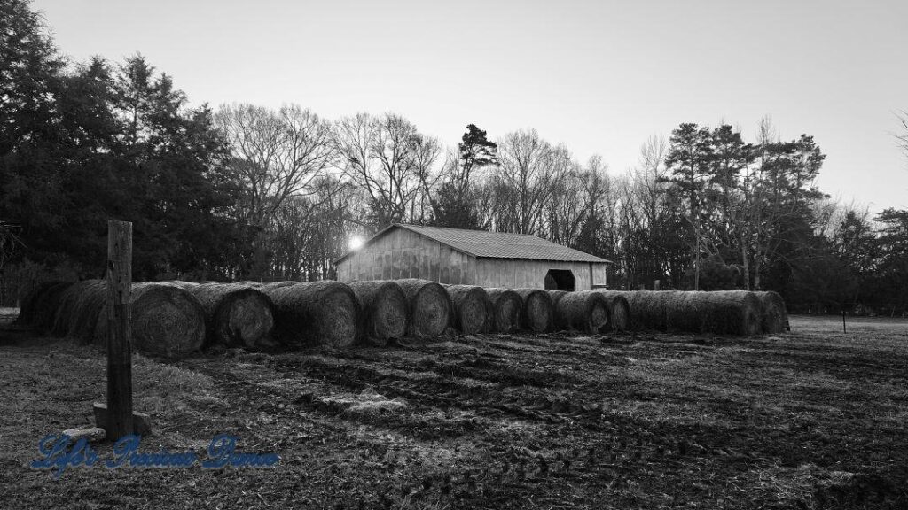 Black and white of hay bales in front of old barn. Rising sun peaking through the trees.