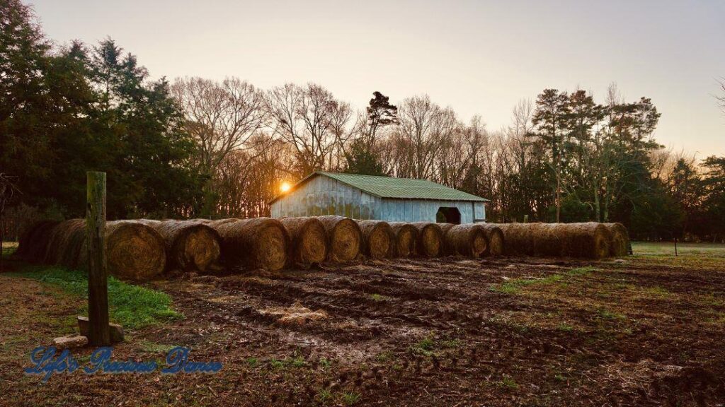 Haybales in front of old barn. Rising sun peaking through the trees.