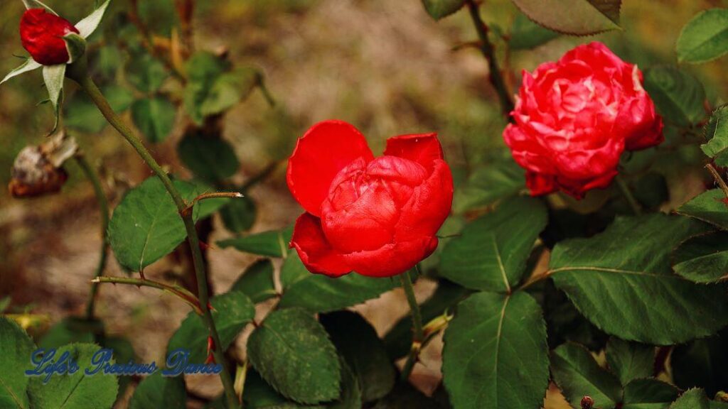 Pink China roses starting to wilt.