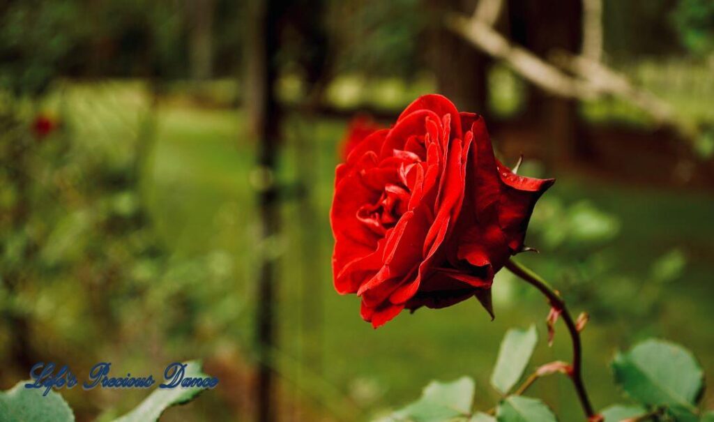 Red China rose in full bloom.