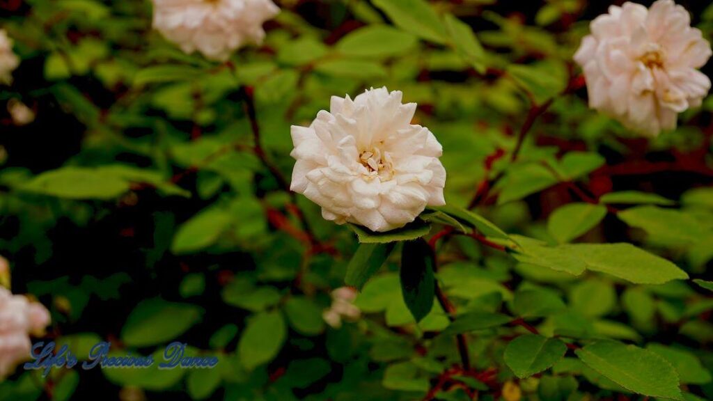 White China rose in full bloom