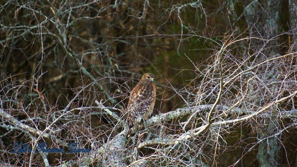 Hawk sitting on a limb, staring out into the distance.