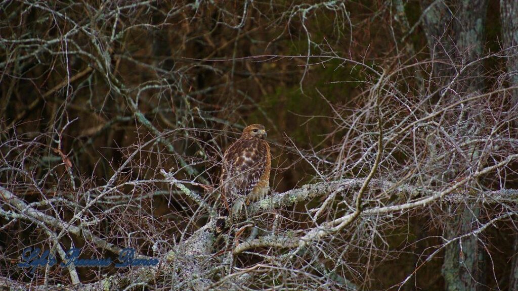 Hawk sitting on a limb, staring out into the distance.