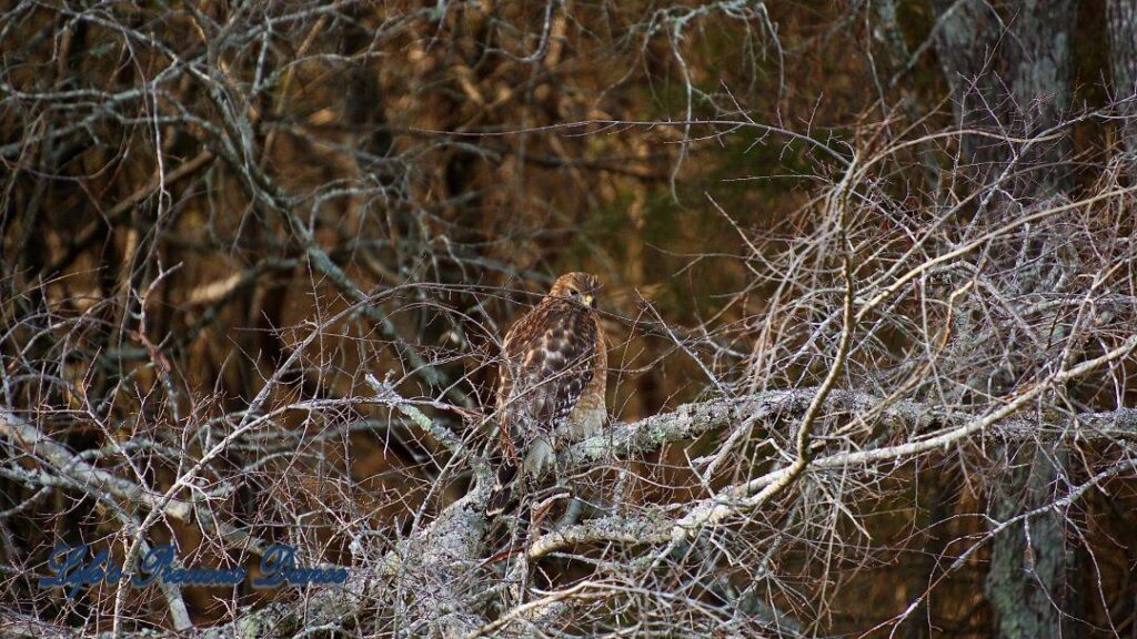 Hawk sitting on a limb, staring straight ahead. Small branches crisscross its body.