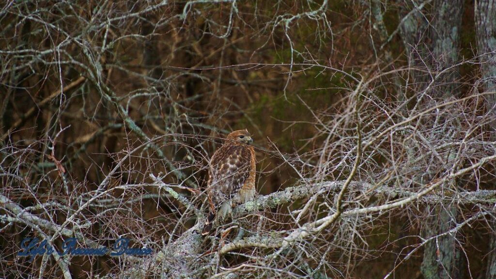 Hawk sitting on a limb, small branches crossing in front of the lower part of body.