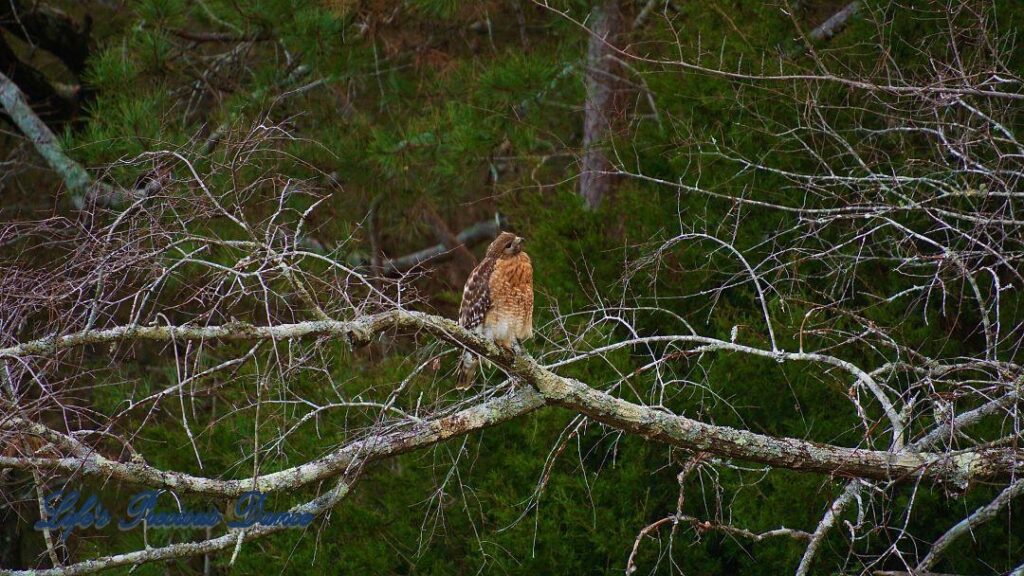 Hawk on a limb with its head cocked upward. Evergreen trees in the background.