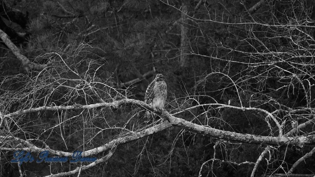 Black and white of a hawk sitting on a limb.