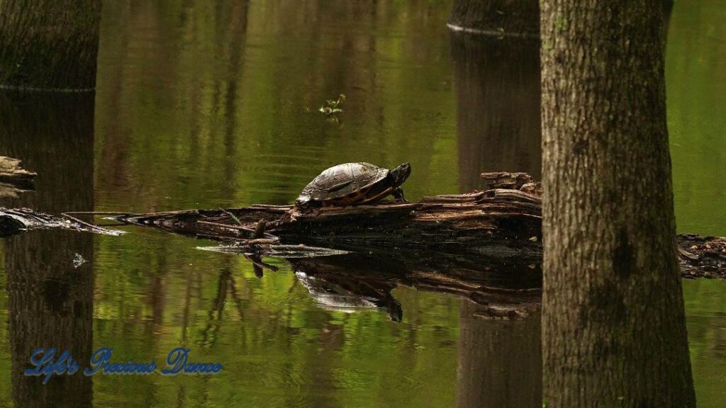 Turtle resting on an a log and reflecting in the river