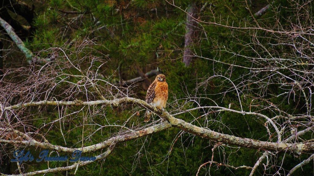 Hawk on a limb staring straight ahead. Evergreen trees in the background.