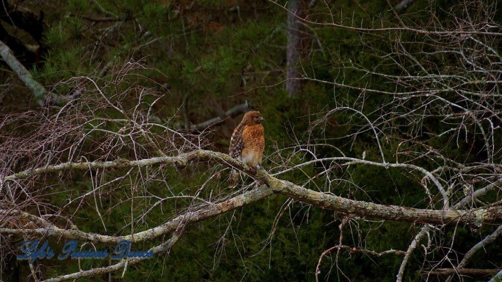 Hawk on a limb staring off to the side. Evergreen trees in the background.