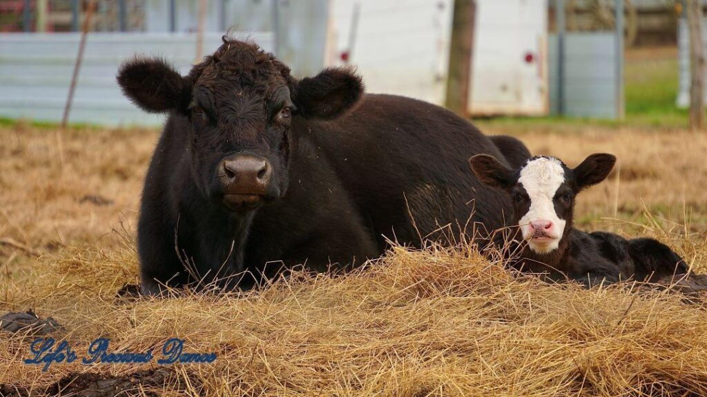 Cow and white faced calf lying in hay. Barn in background.