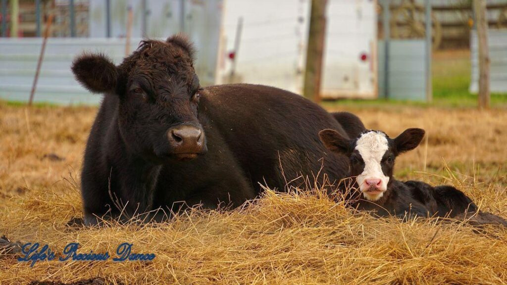 Cow and calf lying in hay. Barn in background.