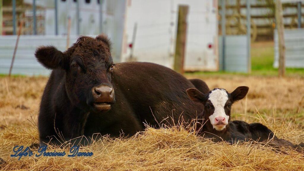 Cow and white faced calf lying in hay. Barn in background.