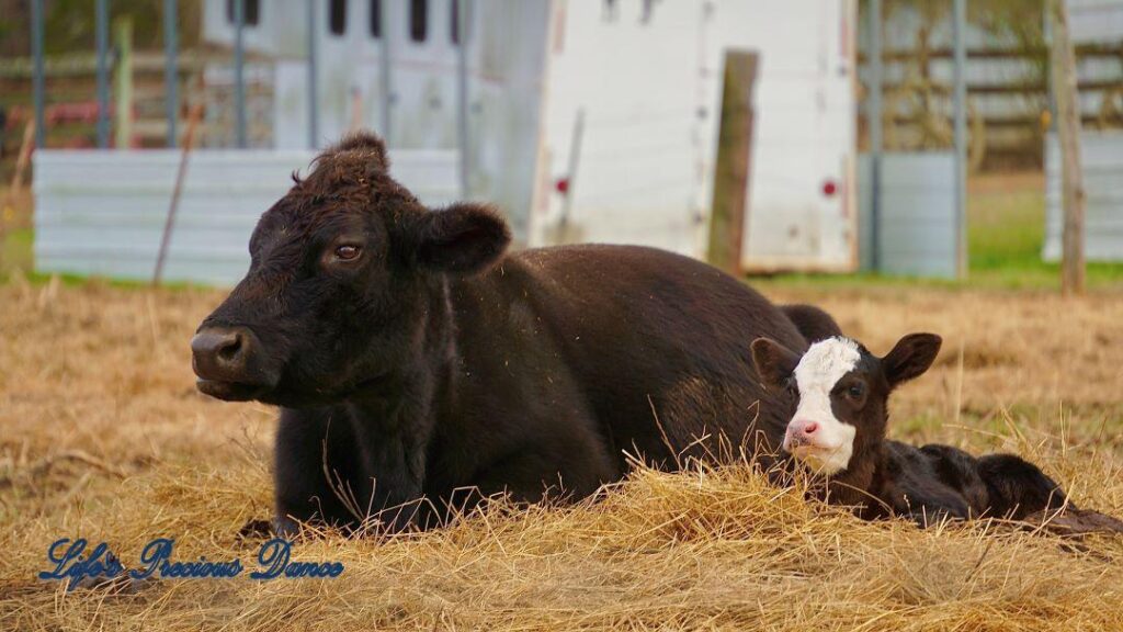 Cow and white faced calf lying in hay. Barn in background.