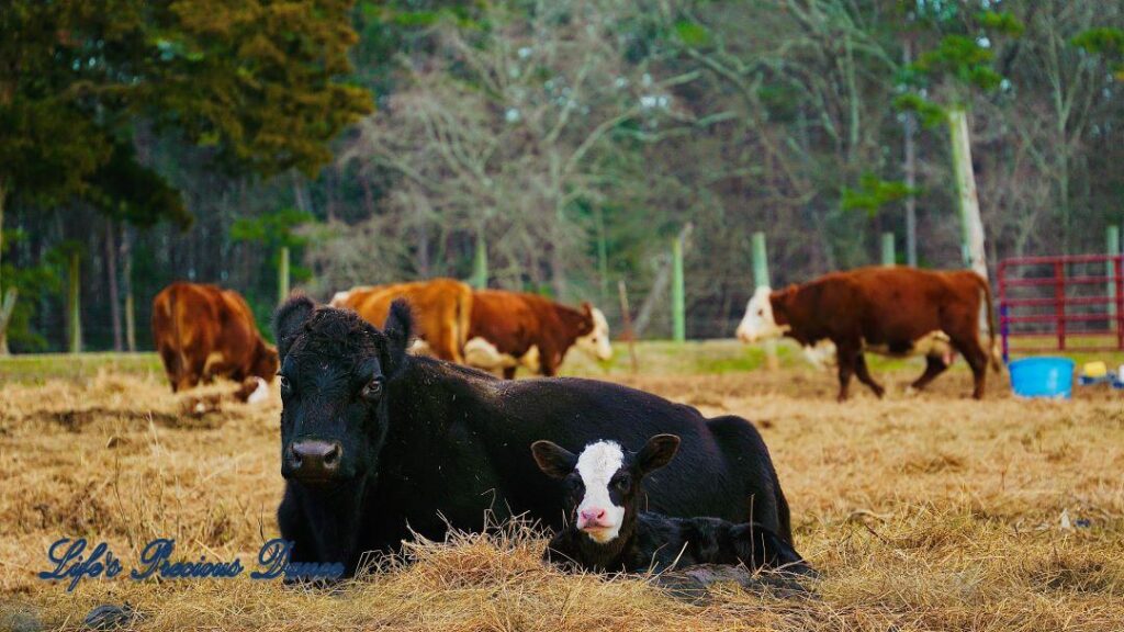 Cow and white faced calf lying in hay. Cattle in background.