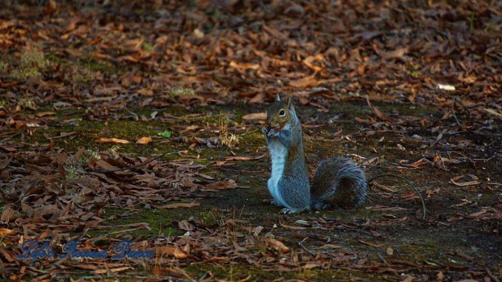 Squirrel in a standing position eating an acorn, leaves in the background.