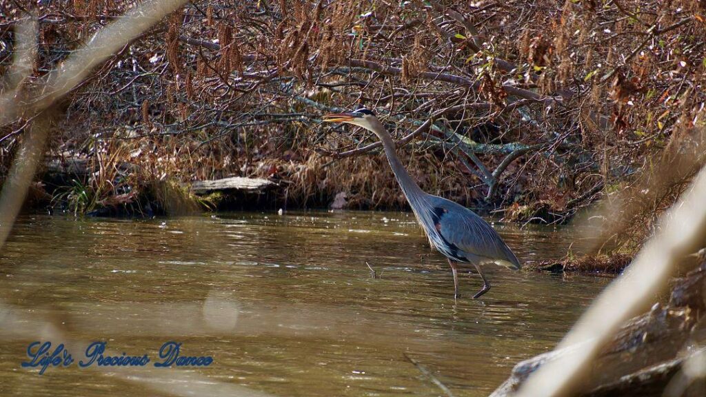 Blue Heron with mouth open, wading in Yates Mill Pond.