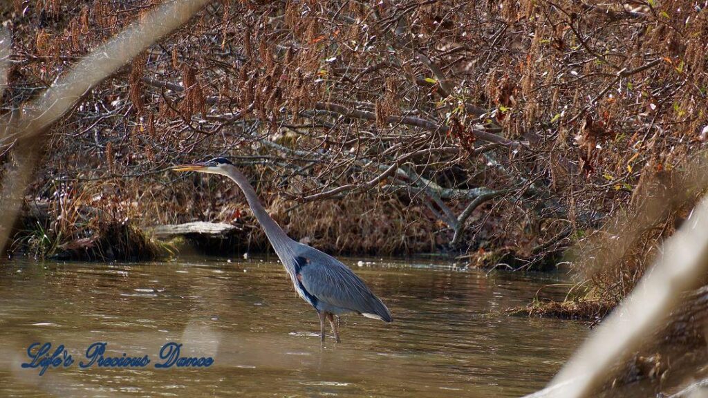 Blue Heron with mouth open, wading in Yates Mill Pond.