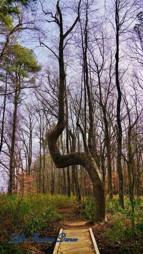 A twisted tree at the end of a boardwalk