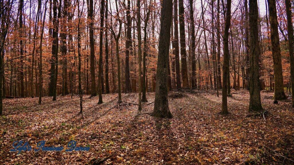 Barren trees in the winter, casting shadows across the forest floor.