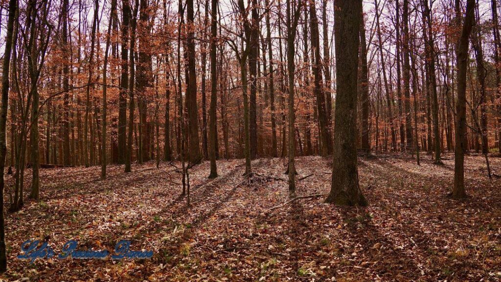 Barren trees in the winter, casting shadows across the forest floor.