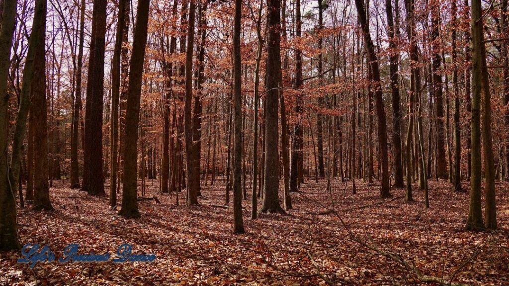 Barren trees in the winter, casting shadows across the forest floor.