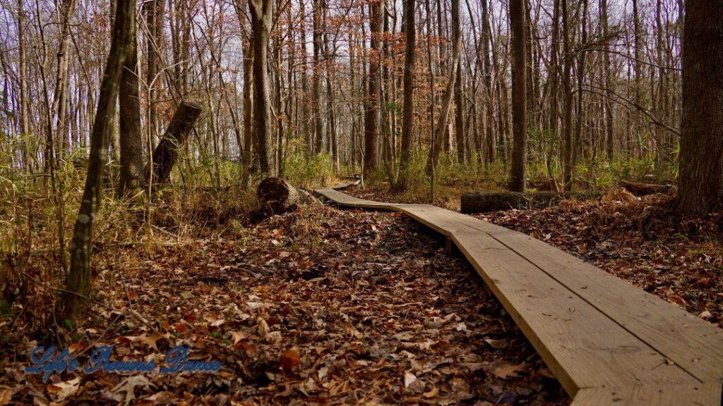 Boardwalk leading through a forest trail at Yates MIll Park.