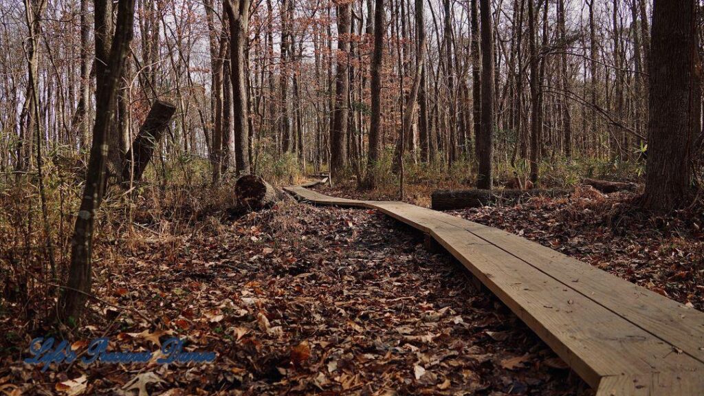 Boardwalk leading through a forest trail at Yates MIll Park.