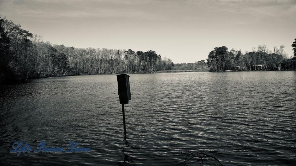 Black and white of Yates MIll Pond. Birdbox in foreground.