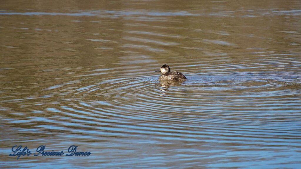 Ruddy duck on Yates MIll Pond.