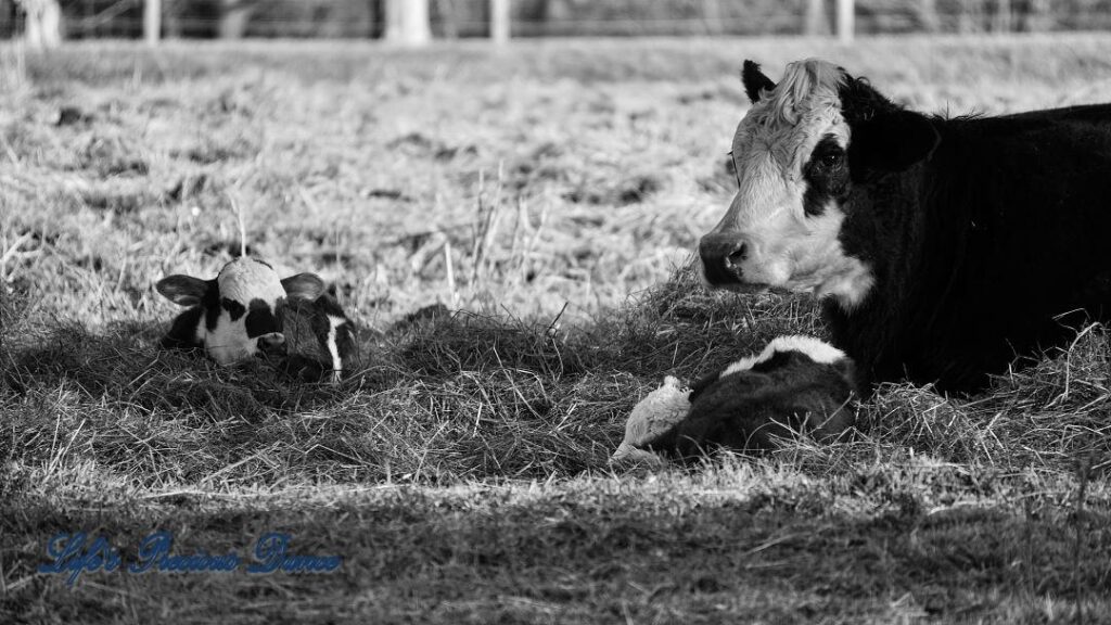 Black and white of mama cow and two calves lying in pasture.