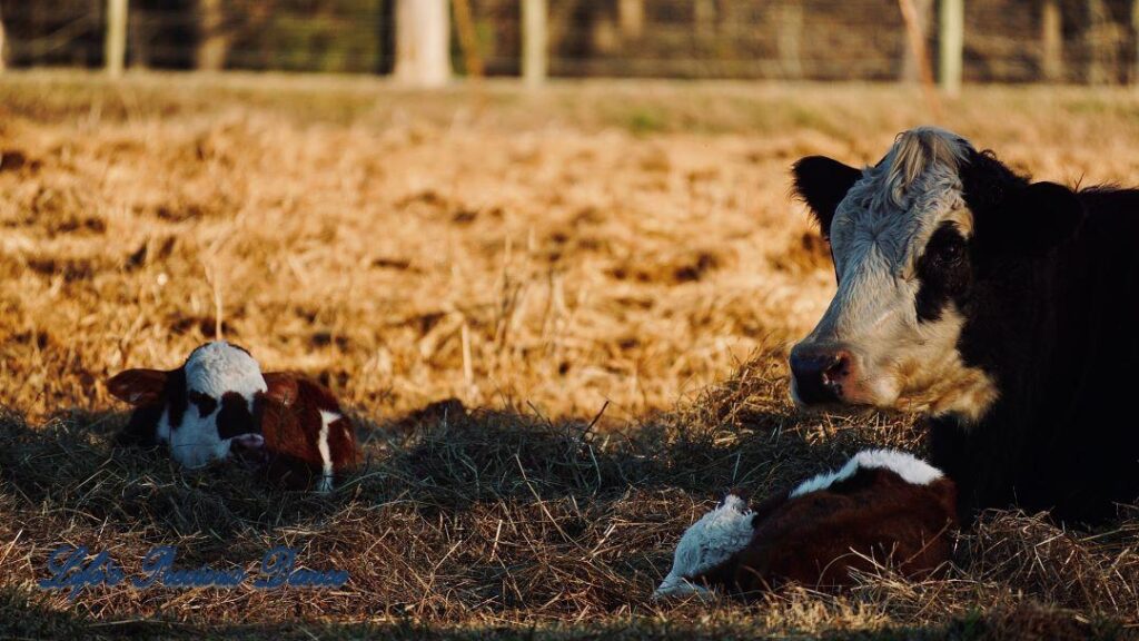 Mama cow and two calves lying in the shade in a pasture.