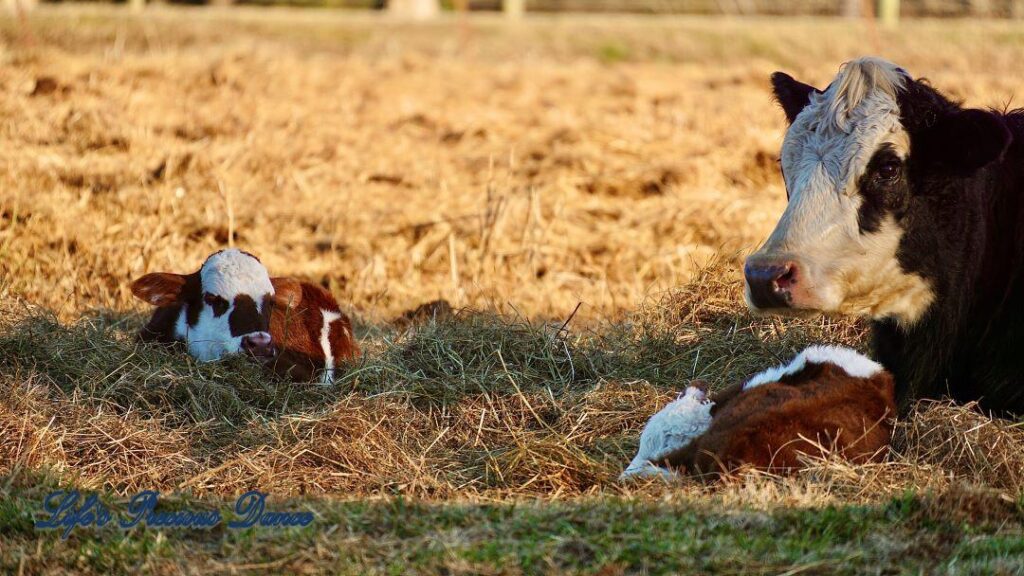 Mama cow and two calves lying in the shade in a pasture.