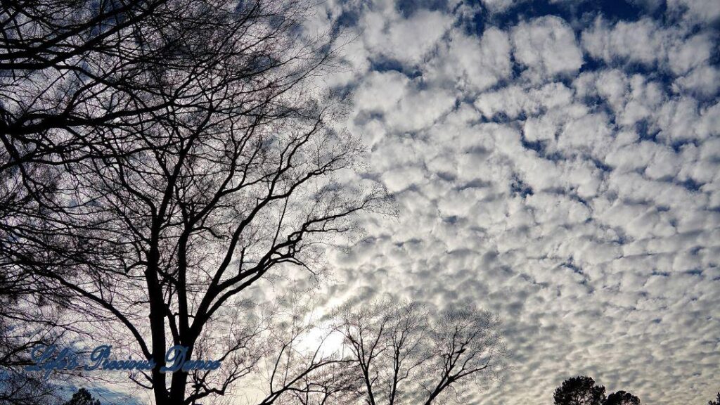 Fluffy cotton like clouds. Trees in foreground.