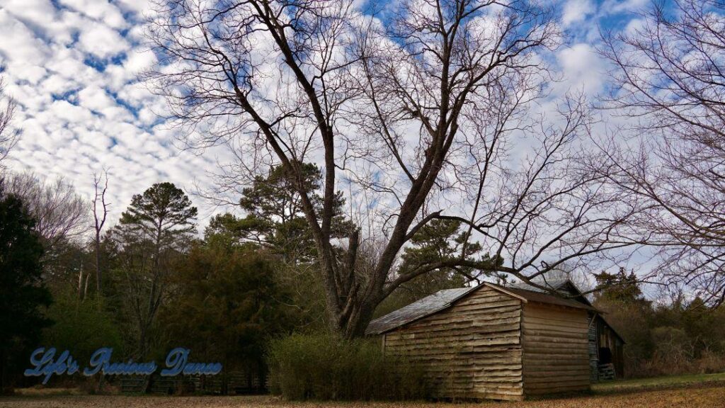 Old barn under a barren pecan tree. Fluffy cotton ball clouds up above.