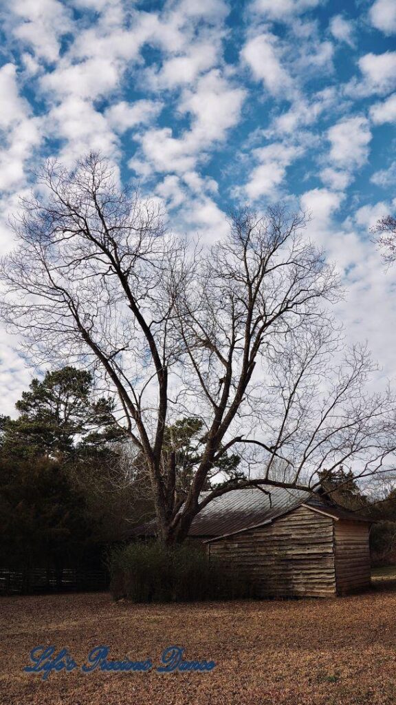 Old barn under a barren pecan tree. Fluffy cotton ball clouds up above.