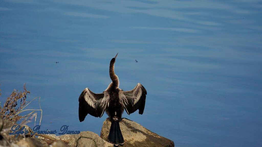 Anhinga water bird on a rock, with wings spread and head raised in front of river.