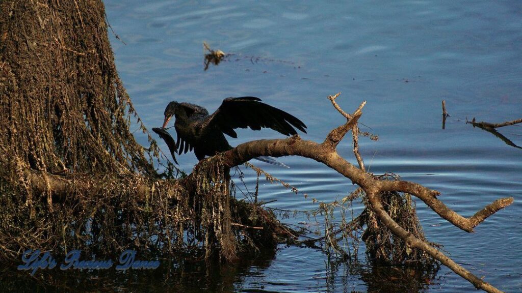 Anhinga water bird with fish speared through beak on a limb in the river.