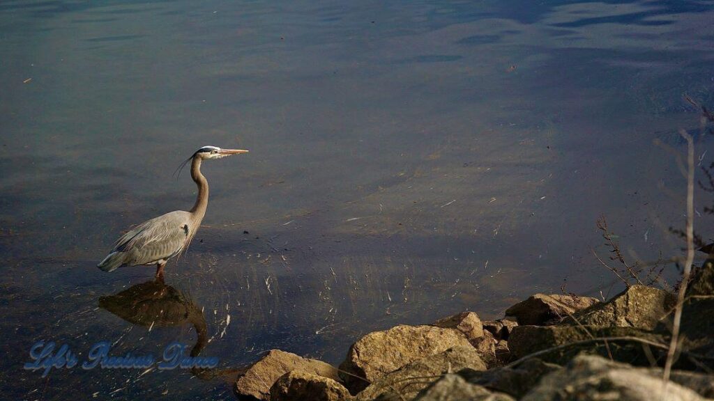 Blue Heron standing in the Savannah River, near the bank.