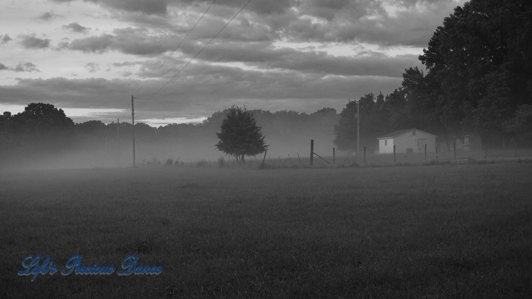 Black and white of fog in a pasture. A lone tree in the center and a farmhouse to the right.