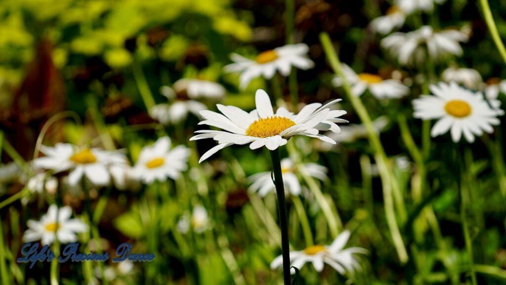 Daisies in full bloom.