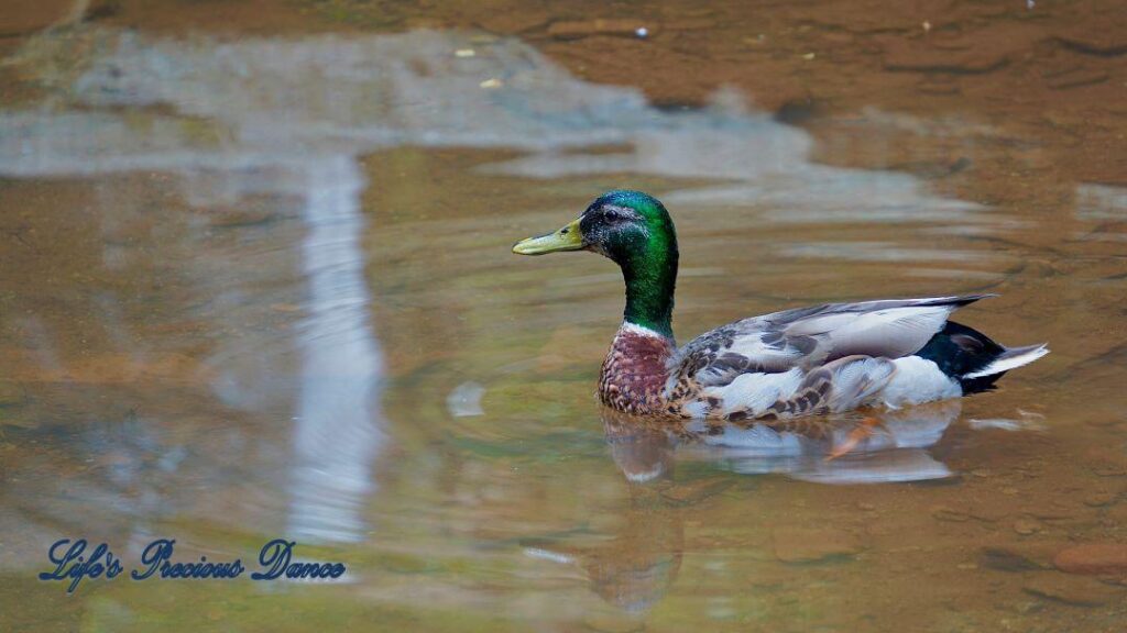 Mallard swimming and reflecting in a stream.