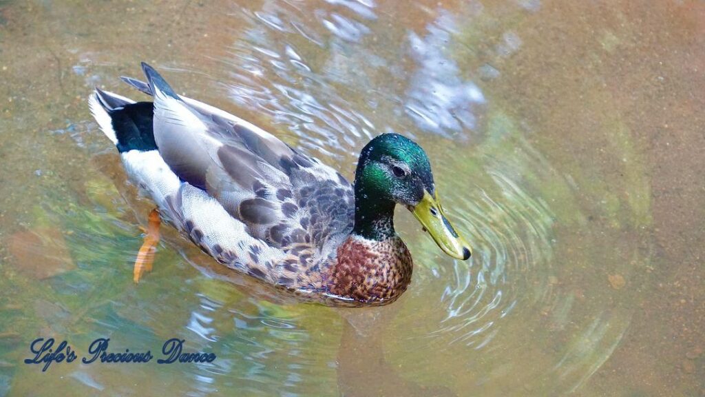 Mallard swimming and reflecting in a stream.